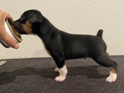 Puppy 1 (Levie)