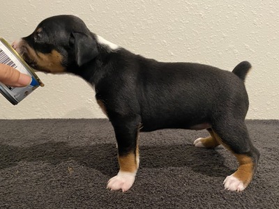 Puppy 2 (Levie)