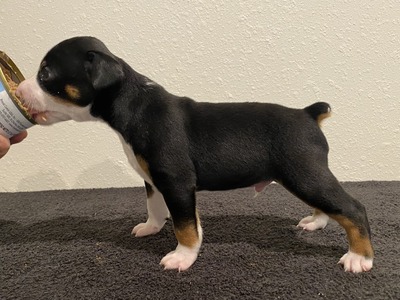 Puppy 3 (Levie)