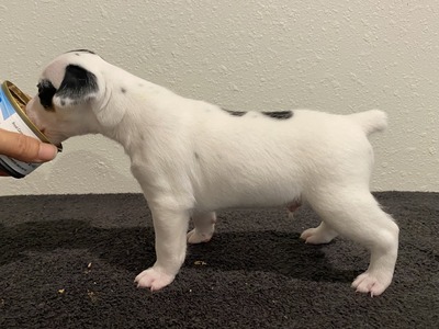 Puppy 4 (Levie)
