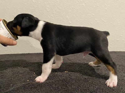 Puppy 5 (Levie)