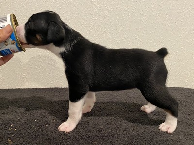Puppy 6 (Levie)