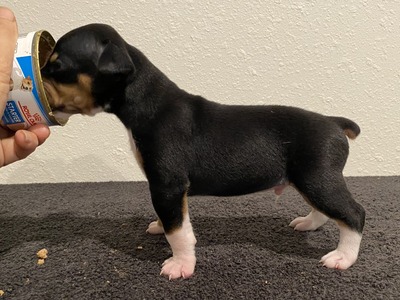 Puppy 1 (Bee)