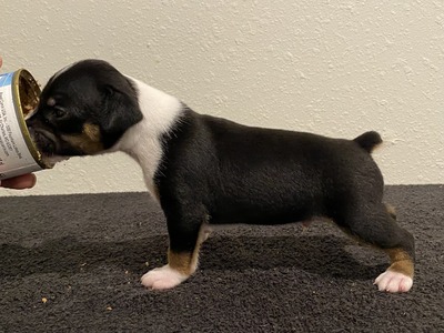 Puppy 2 (Bee)