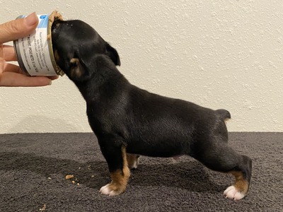 Puppy 3 (Bee)