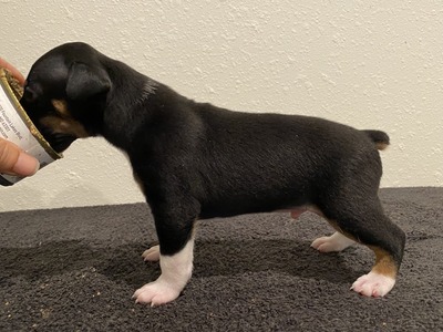 Puppy 6 (Bee)