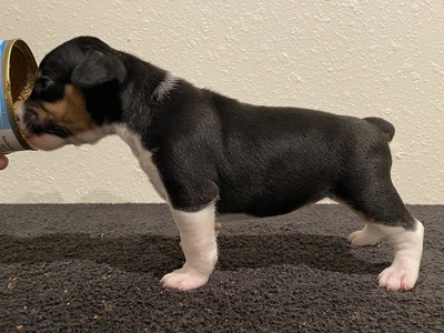 Puppy 7 (Bee)