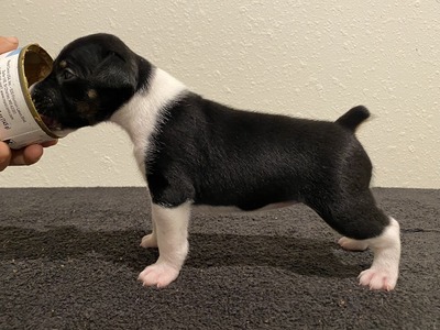 Puppy 8 (Bee)