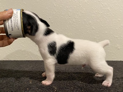 Puppy 9 (Bee)