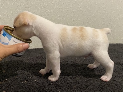 Puppy 2 (Poppet)