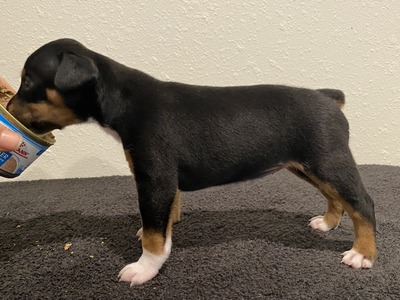 Puppy 3 (Poppet)
