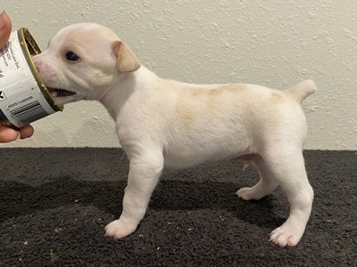 Puppy 4 (Poppet)