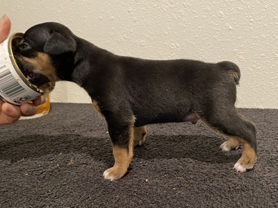 Puppy 5 (Poppet) NBT