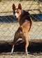Chisum (Diamond Willow Chisum At Blkwd)