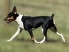Levie (Dynamite Blackwood Wingardium Leviosa)