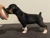 Puppy 1 (Levie)