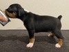 Puppy 2 (Levie)