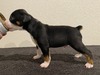 Puppy 3 (Levie)