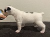 Puppy 4 (Levie)