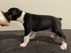 Puppy 5 (Levie)