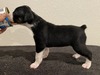Puppy 6 (Levie)