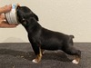 Puppy 3 (Bee)