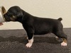 Puppy 4 (Bee)