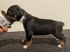 Puppy 5 (Bee)