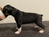 Puppy 6 (Bee)