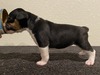 Puppy 7 (Bee)