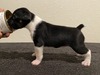 Puppy 8 (Bee)
