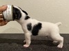 Puppy 9 (Bee)