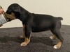 Puppy 1 (Poppet) NBT