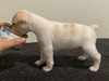 Puppy 2 (Poppet)