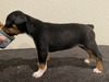 Puppy 3 (Poppet)