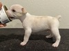 Puppy 4 (Poppet)