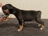 Puppy 5 (Poppet) NBT