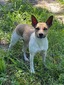 Naughty (Felixville's Naughty Wild Child)